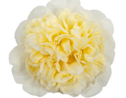 Camellia will. ‘Jury’s Yellow’