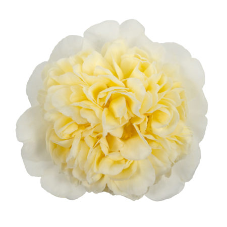 Camellia will. ‘Jury’s Yellow’ - Camellia