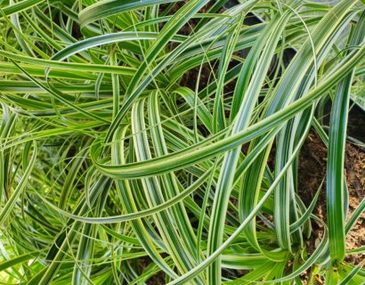 Carex ‘Feather Fall’s’