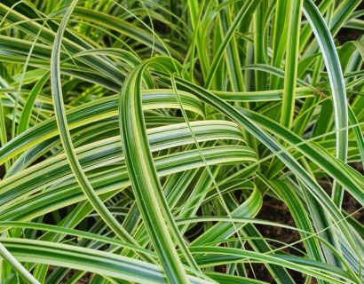 Carex ‘Feather Fall’s’ - Zegge