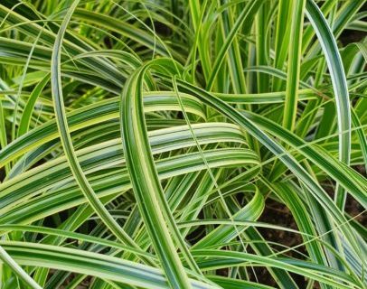 Carex ‘Feather Fall’s’ - Zegge