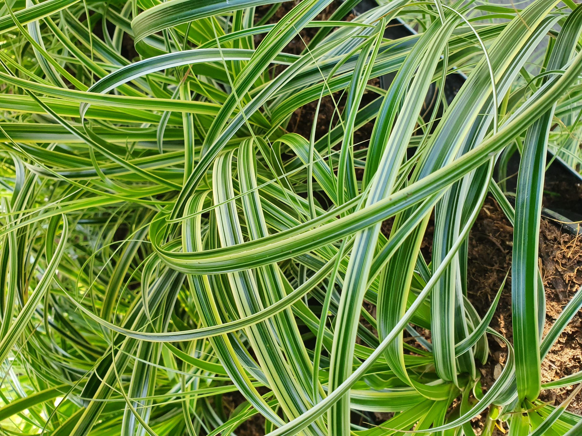 Carex ‘Feather Fall’s’ - Zegge