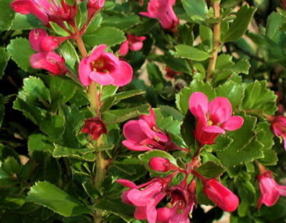 Escallonia ‘Dart’s Rosyred’ - Geen