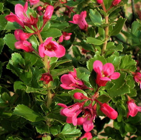 Escallonia ‘Dart’s Rosyred’ - Geen