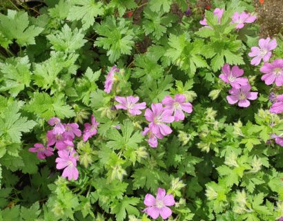 Geranium ‘Sirak’ (grote pot) - Ooievaarsbek