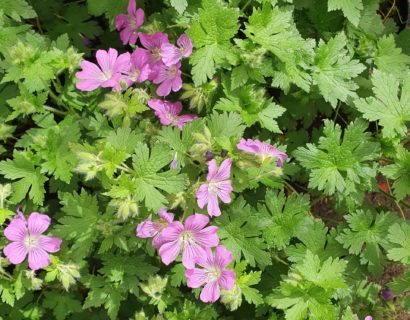 Geranium ‘Sirak’ (grote pot) - Ooievaarsbek