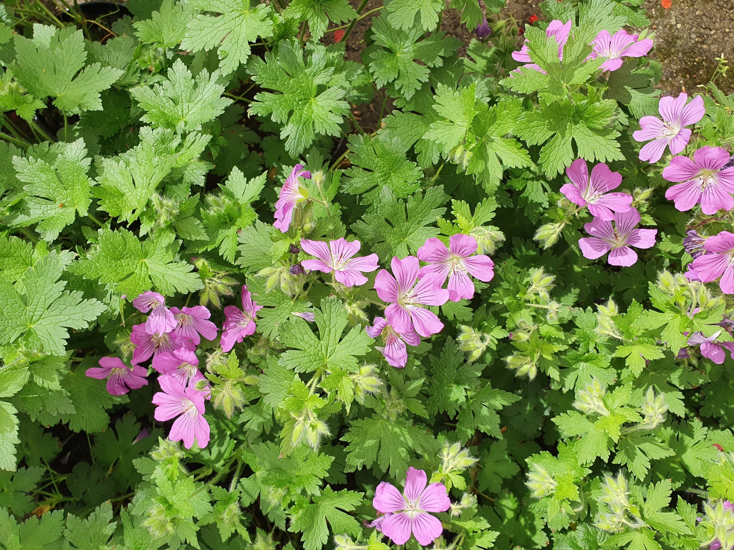 Geranium ‘Sirak’ (grote pot) - Ooievaarsbek