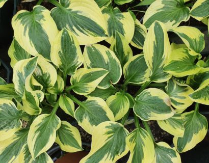 Hosta ‘Wide Brim’ (grote pot) - Hartlelie