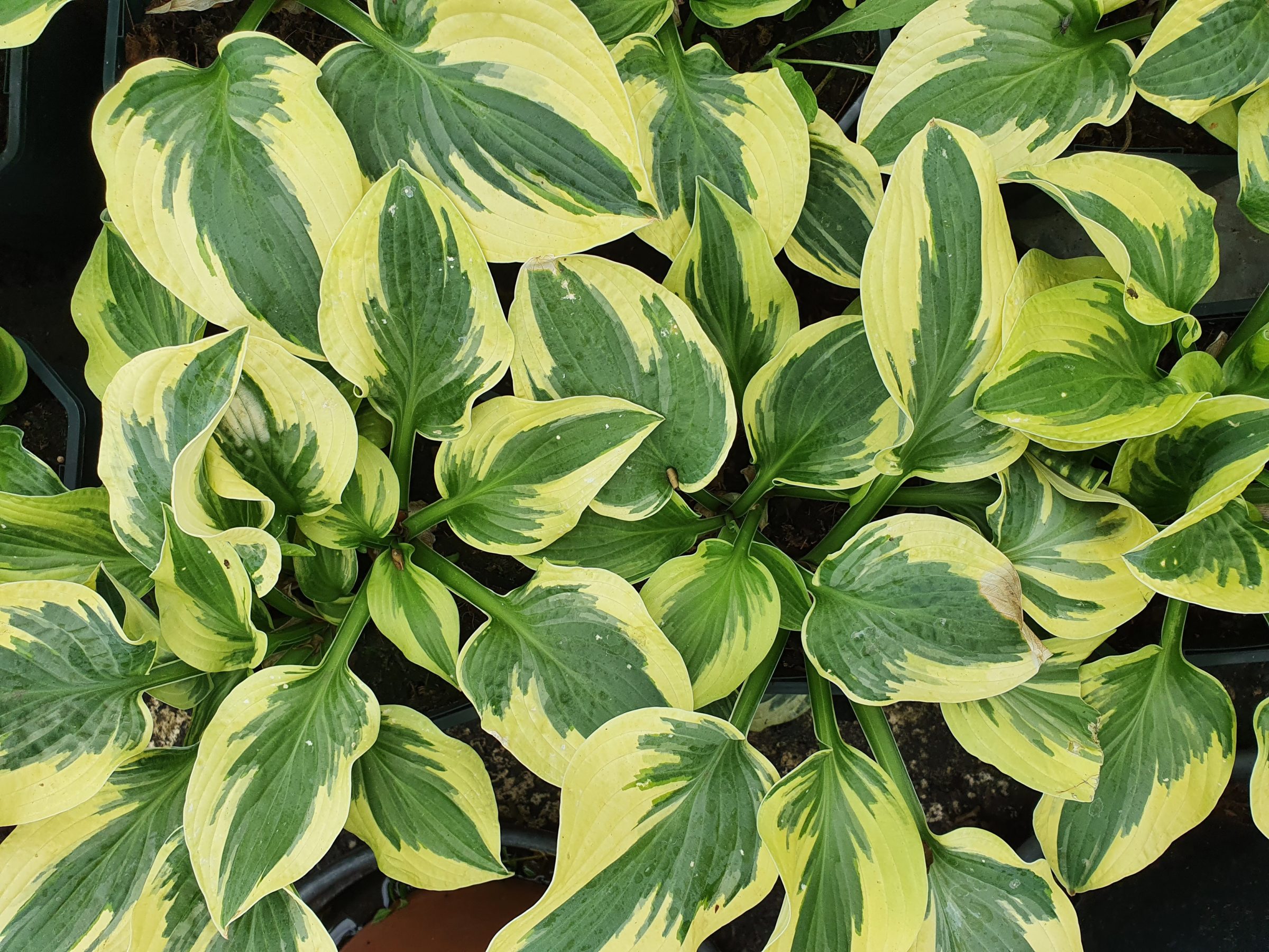 Hosta ‘Wide Brim’ (grote pot) - Hartlelie