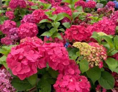 Hydrangea Endless Summer ‘Summer Love’ rood - Hortensia