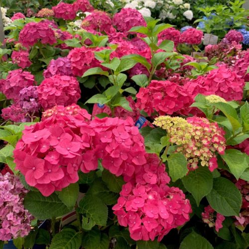 Hydrangea Endless Summer ‘Summer Love’ rood - Hortensia