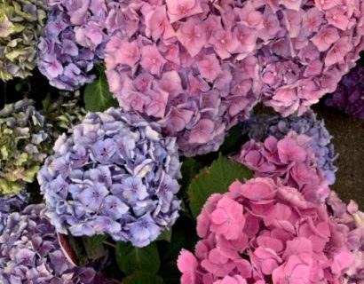 Hydrangea macrophylla ‘Forever and Ever’ blauw - hortensia