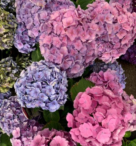 Hydrangea macrophylla ‘Forever and Ever’ blauw - hortensia