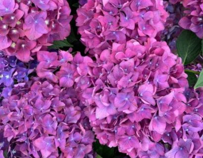 Hydrangea macrophylla ‘Forever and Ever’ paars