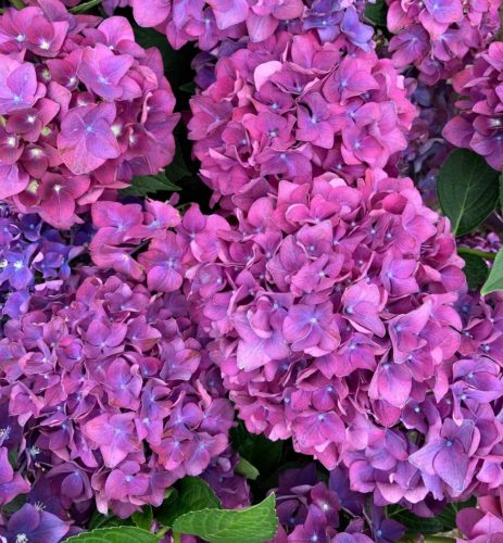 Hydrangea macrophylla ‘Forever and Ever’ paars - Hortensia