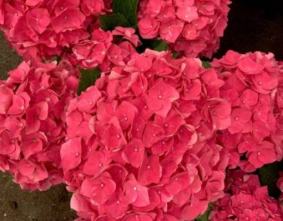 Hydrangea macrophylla ‘Forever and Ever’ rood - hortensia