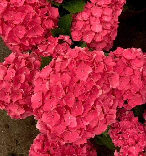 Hydrangea macrophylla ‘Forever and Ever’ rood - hortensia