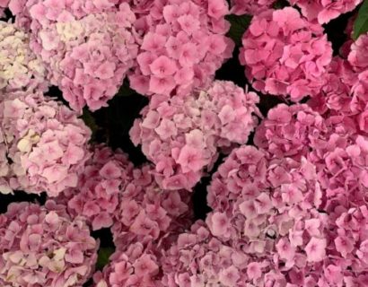 Hydrangea macrophylla ‘Forever and Ever’ roze