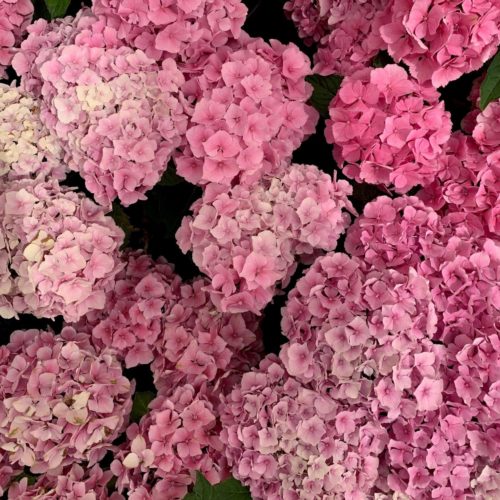 Hydrangea macrophylla ‘Forever and Ever’ roze - hortensia