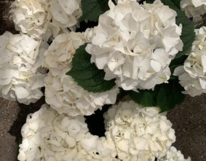 Hydrangea macrophylla ‘Forever and Ever’ wit