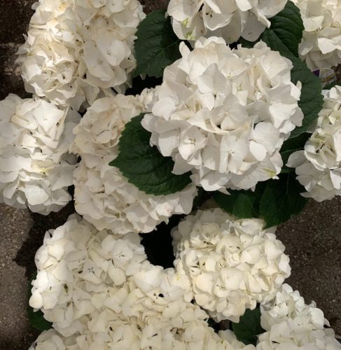 Hydrangea macrophylla ‘Forever and Ever’ wit - hortensia