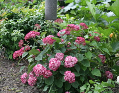 Hydrangea ‘Ruby Annabelle’