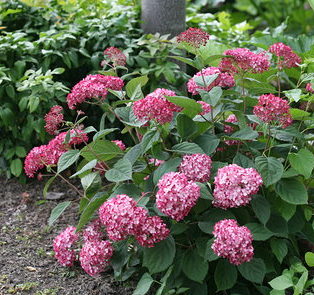 Hydrangea ‘Ruby Annabelle’ - Hortensia