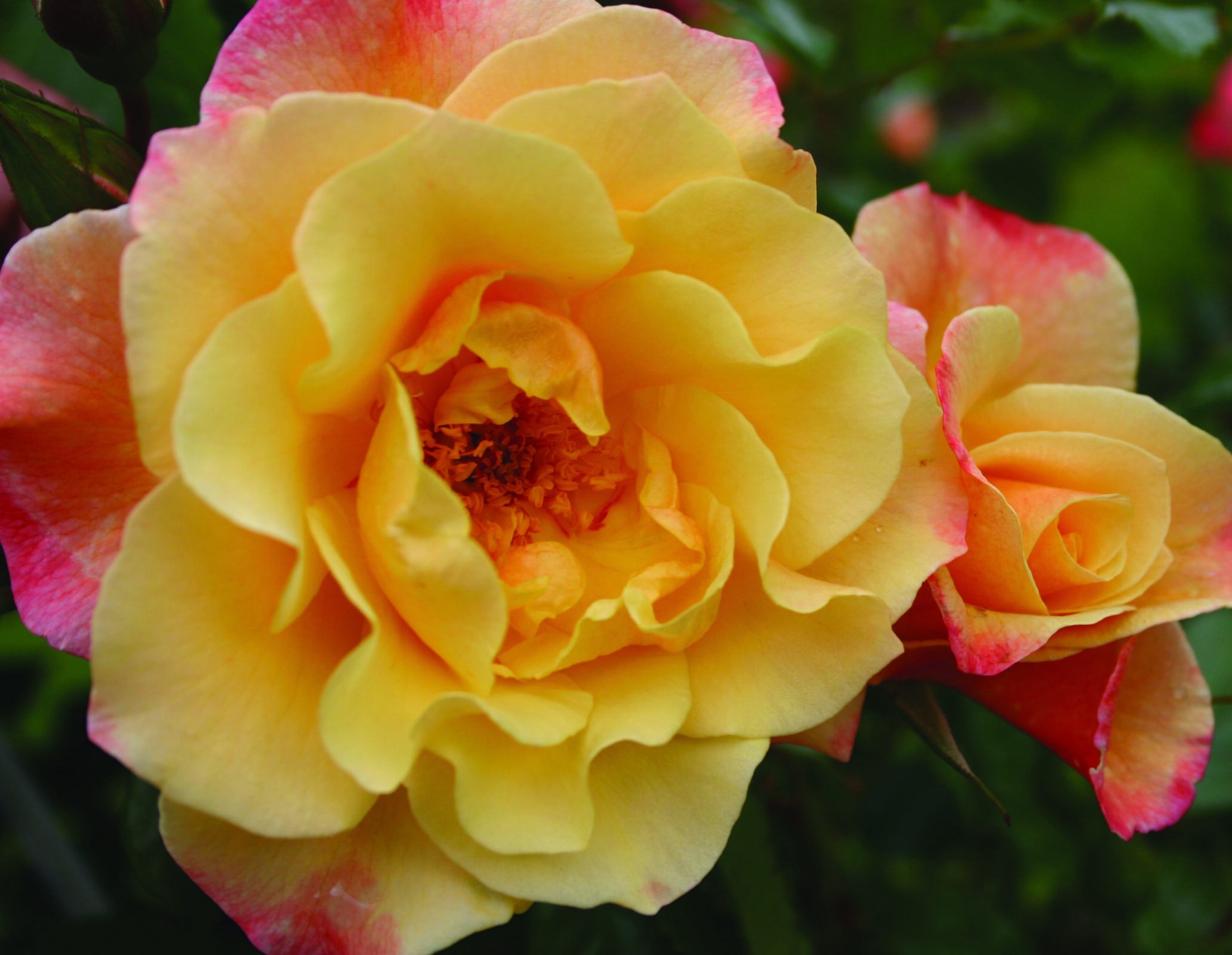 Rosa ‘Moonlight’ klim - Klimroos