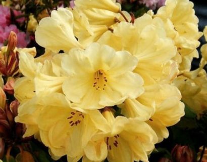 Rhododendron ‘Golden Wonder’