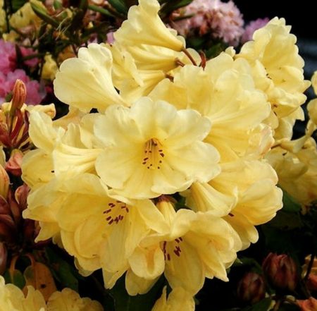 Rhododendron ‘Golden Wonder’ - Dwergrhododendron