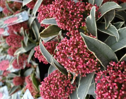 Skimmia japonica ‘Mystic Marlot’ - Skimmia