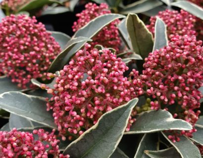Skimmia japonica ‘Mystic Marlot’ - Skimmia