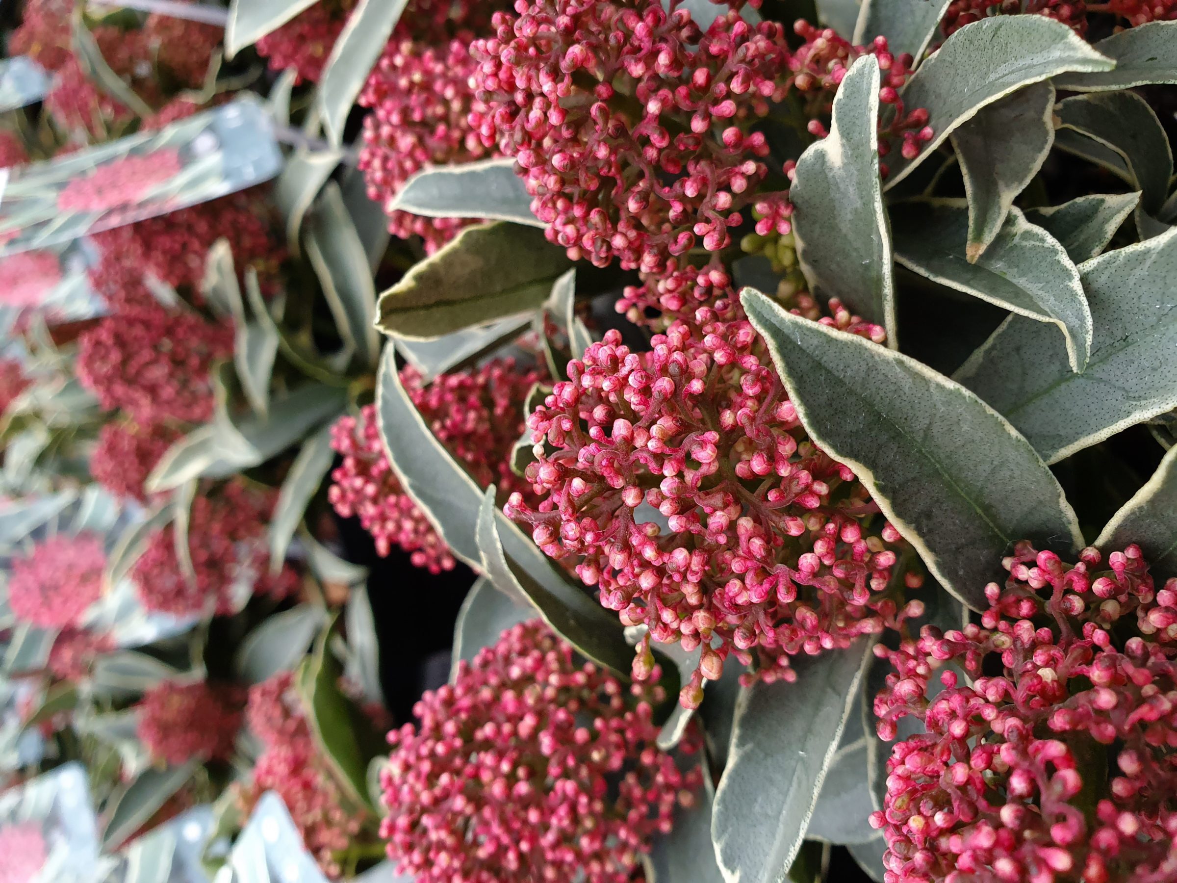 Skimmia japonica ‘Mystic Marlot’ - Skimmia