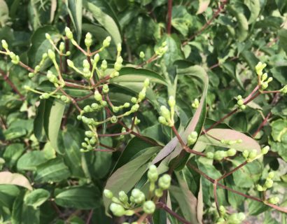 Heptacodium miconioides boom - Zevenzonenboom