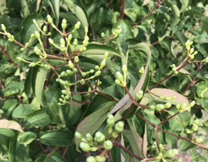 Heptacodium miconioides meerstammig - Zevenzonenboom