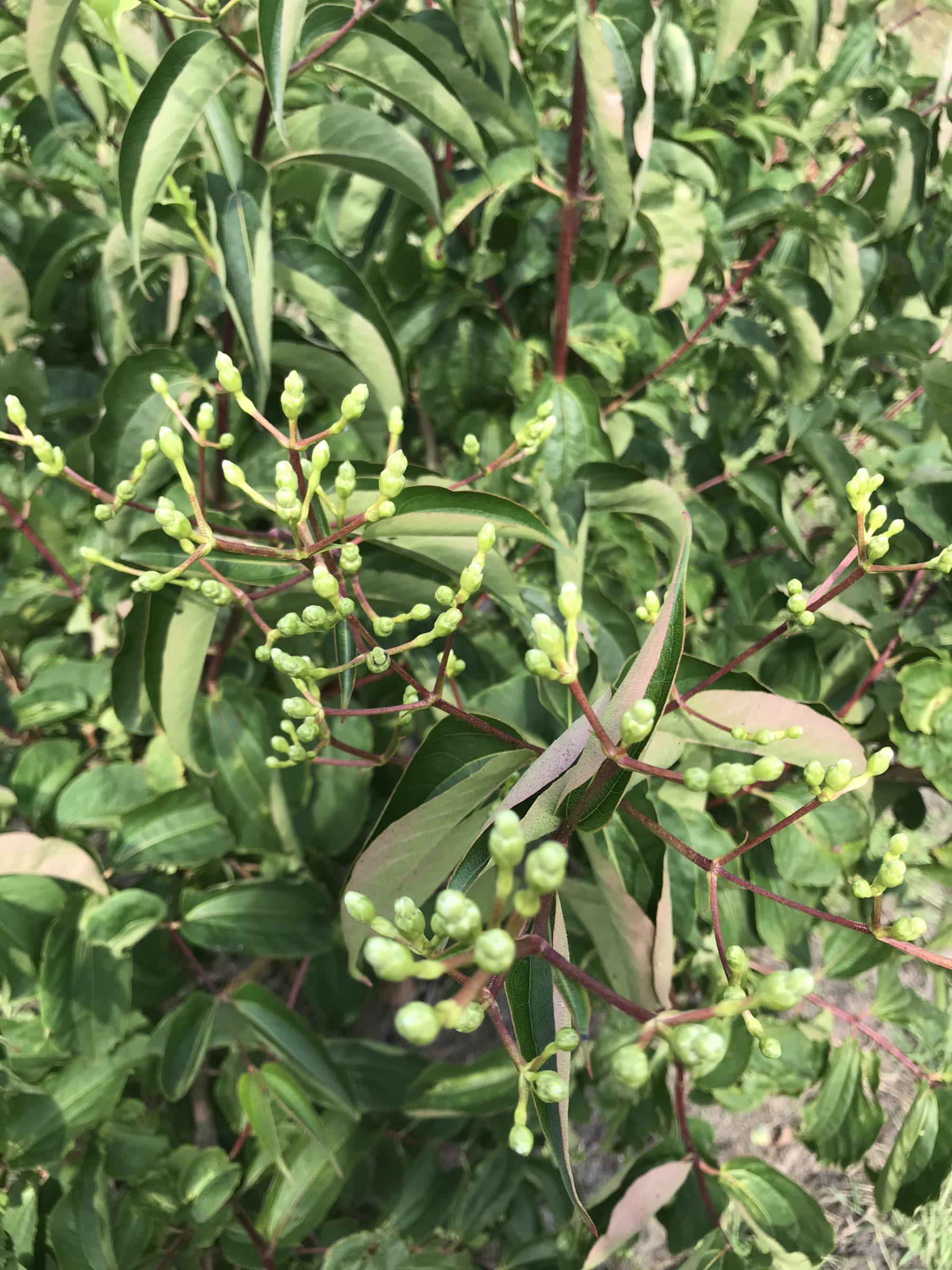 Heptacodium miconioides meerstammig - Zevenzonenboom