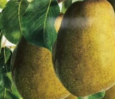 Pyrus communis ‘Para Dulce’ - Peer