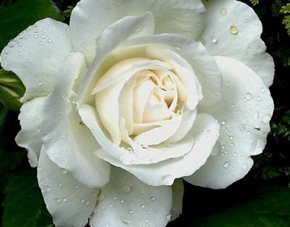 Rosa ‘Annapurna’ stam - Stamroos