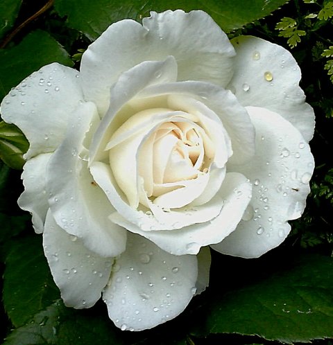 Rosa ‘Annapurna’ stam - Stamroos