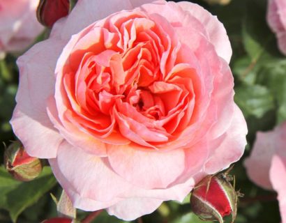 Rosa ‘Eeuwige Passie’ stam - Stamroos