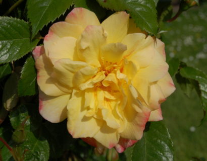Rosa ‘Moonlight’ klim - Klimroos