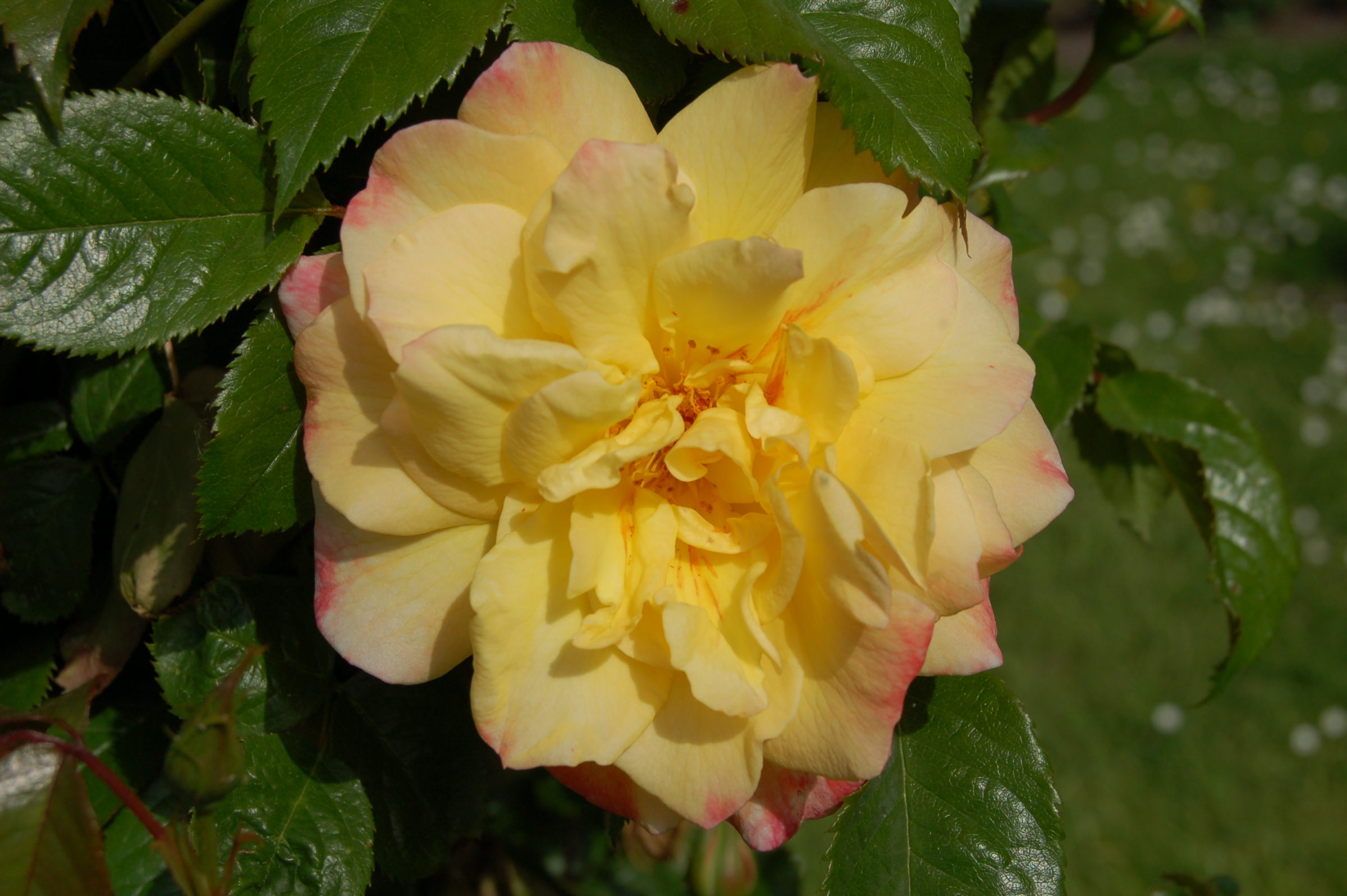 Rosa ‘Moonlight’ klim - Klimroos