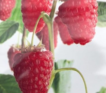 Rubus idaeus ‘Autumn First’