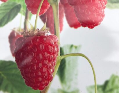 Rubus idaeus ‘Autumn First’ - Herfstframboos