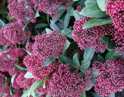 Skimmia japonica ‘Rubesta’ - Skimmia
