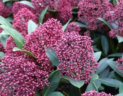 Skimmia japonica ‘Rubesta’ - Skimmia