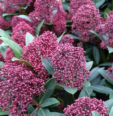 Skimmia Japonica Rubesta Skimmia Kopen Marechal