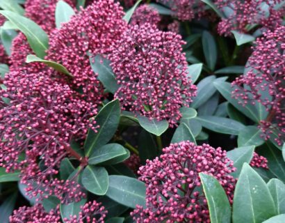 Skimmia japonica ‘Rubesta’