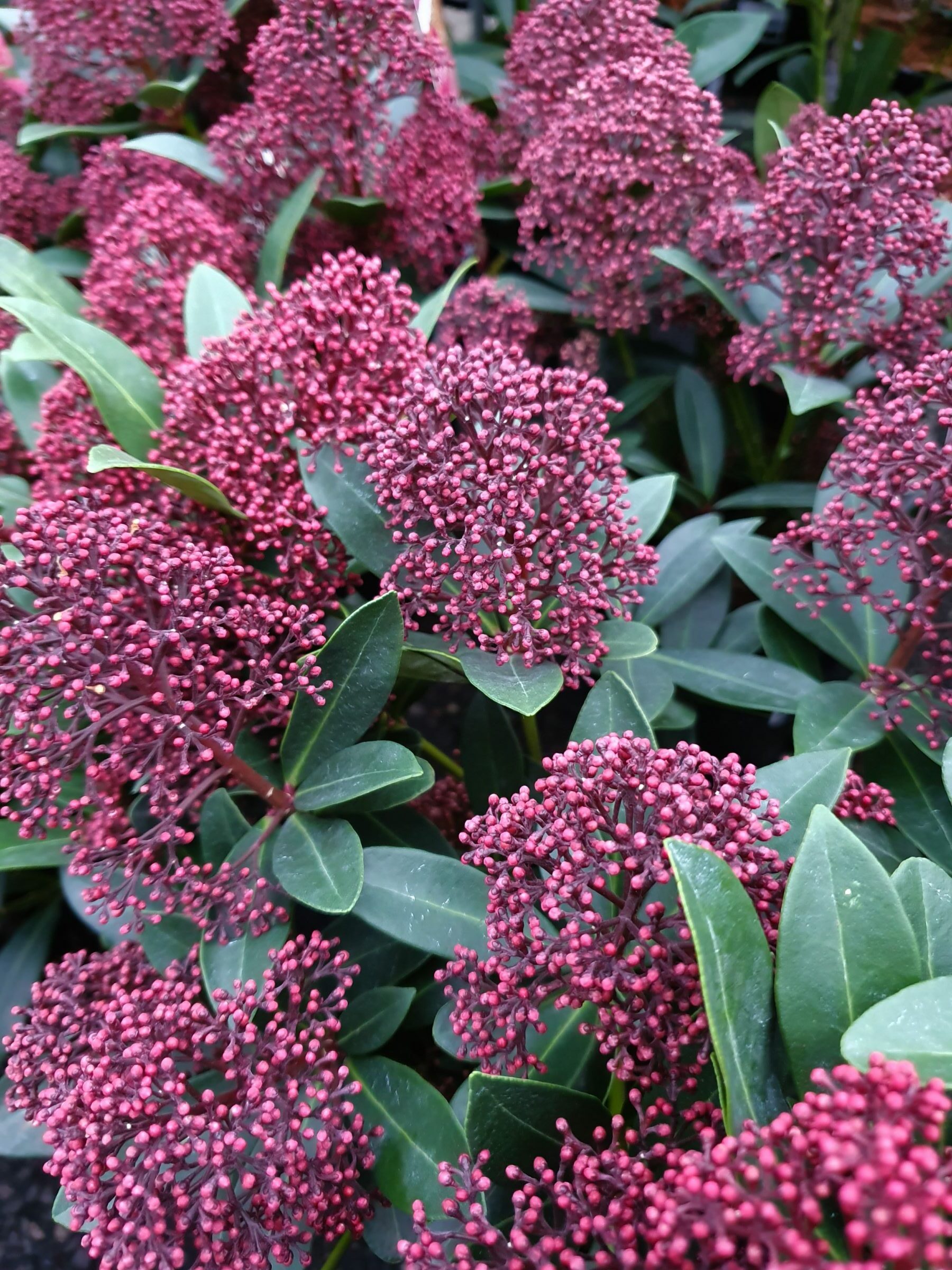 Skimmia japonica ‘Rubesta’ - Skimmia