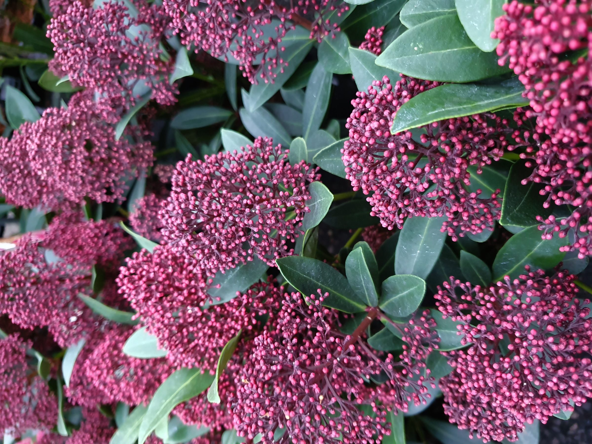 Skimmia japonica ‘Rubesta’ - Skimmia